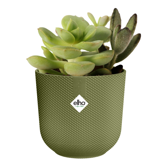 jazz rond mini 7cm may green